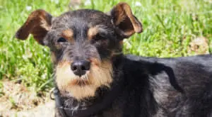 Simple Change Boosts Miniature Pinscher Health