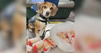 Beagle Sniffs Out Sandwich Smuggling Operation