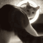 twerk cat dae cat