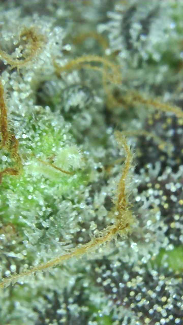 Mimosa-11.jpg