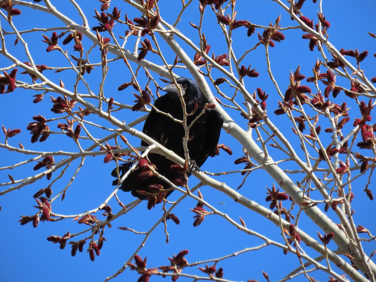 IMG-6412