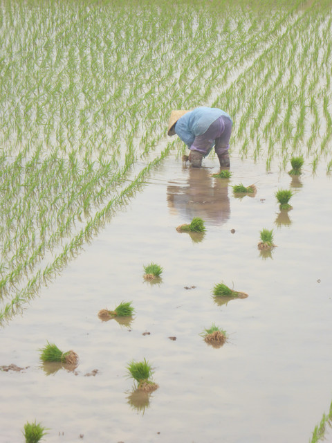 Planting-rice