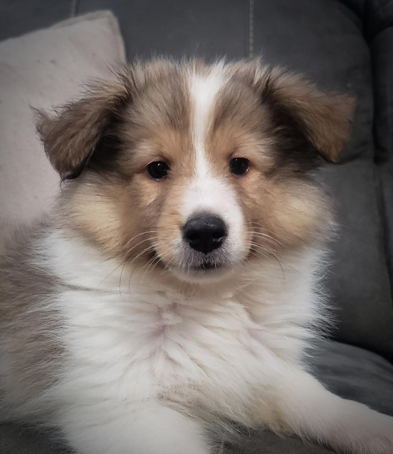 floof