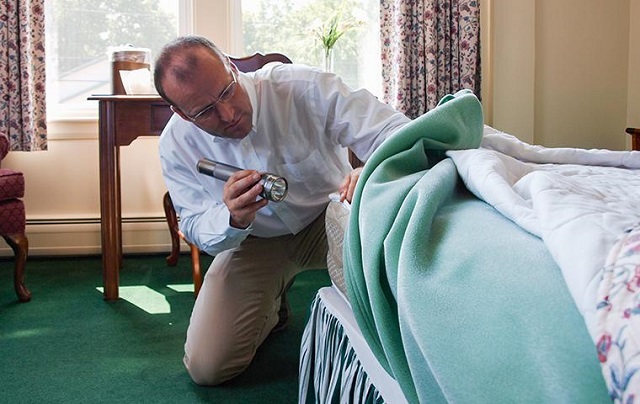 Bed-Bug3.jpg