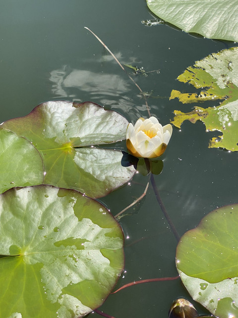 703-BAF66-5802-4-CD7-8-BCF-02-C99-FF0255