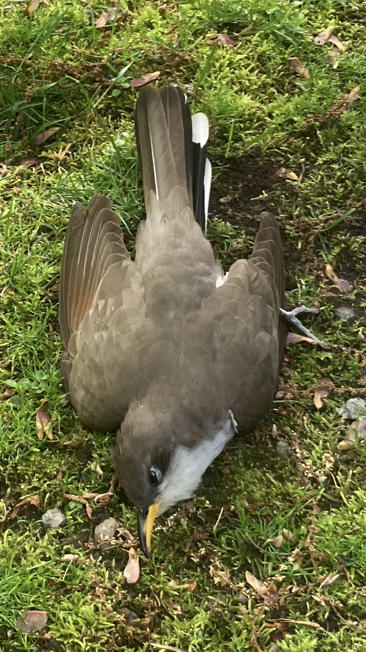 最近認識された鳥の写真