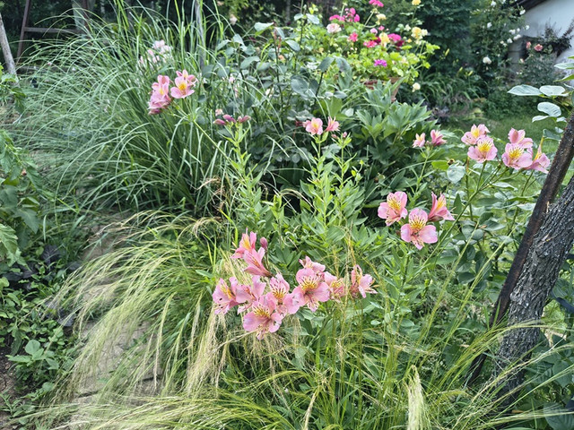 garden1.jpg