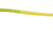 Stem2