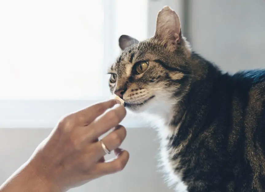 Canine Flea Treatments Pose Serious Risks for Felines