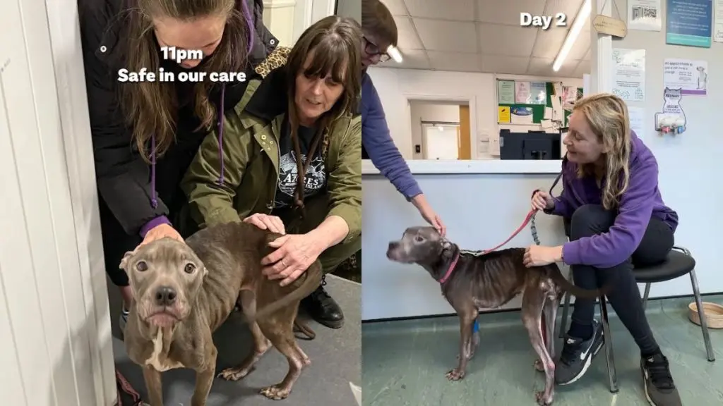 Luna's Journey to Recovery