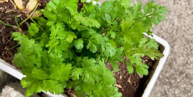Cilantro Care: Tips for a Thriving Summer Harvest