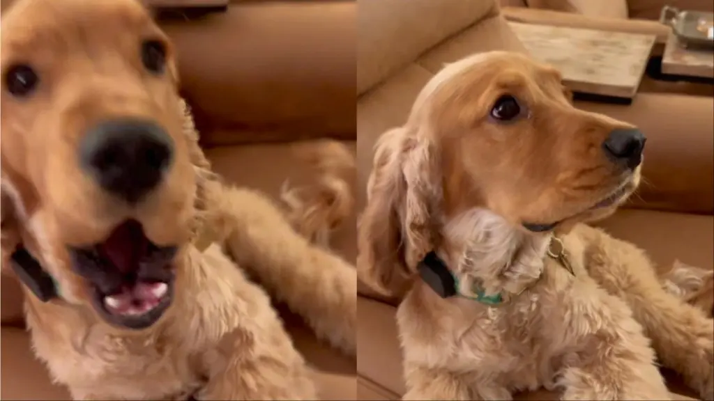 Puppy Uses Bell to Remind Owner It's Time for a Walk