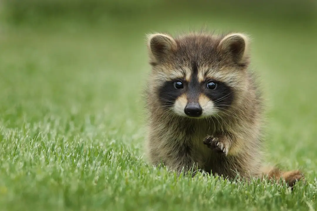 Raccoon Helps Calm Sick Dogs at Vet Clinic