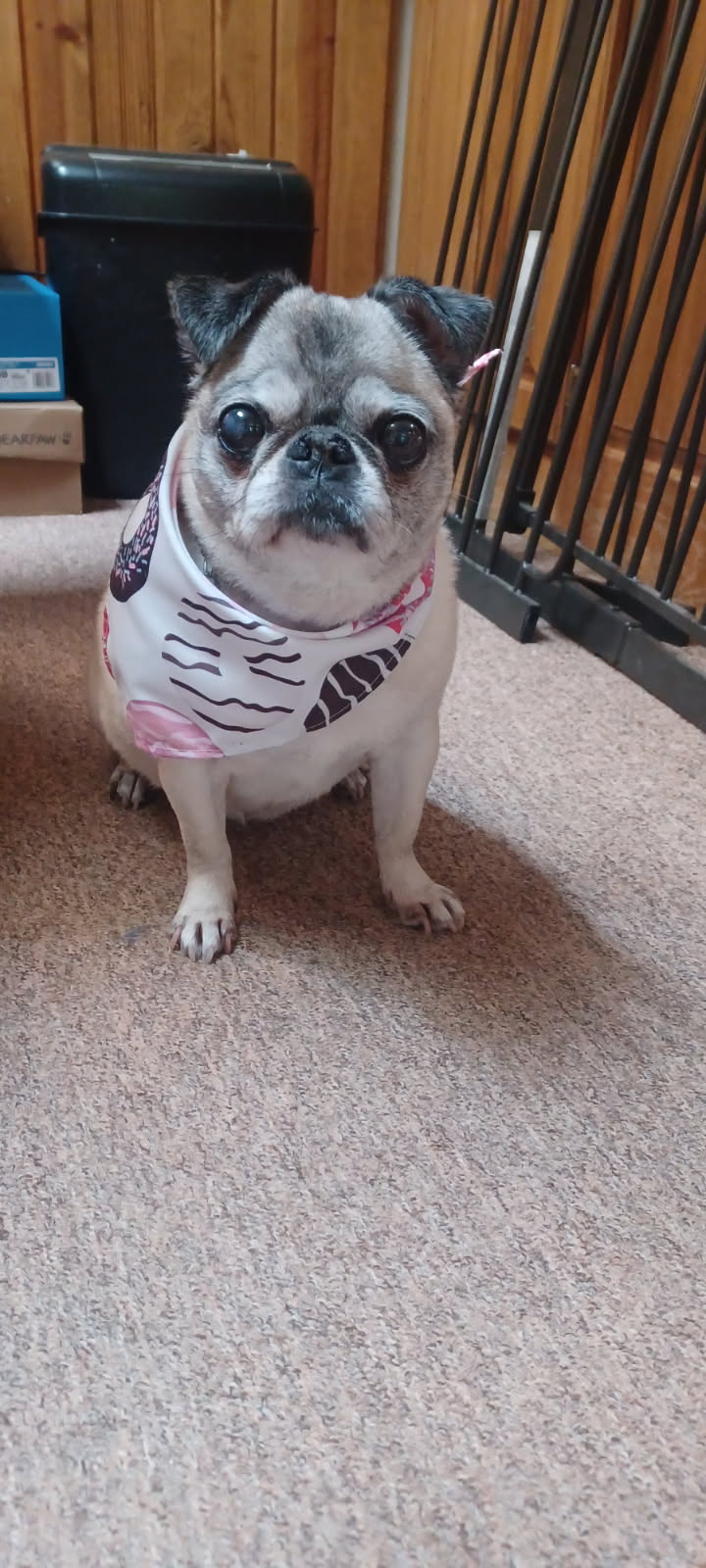 molly454.jpg