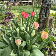 tulip1