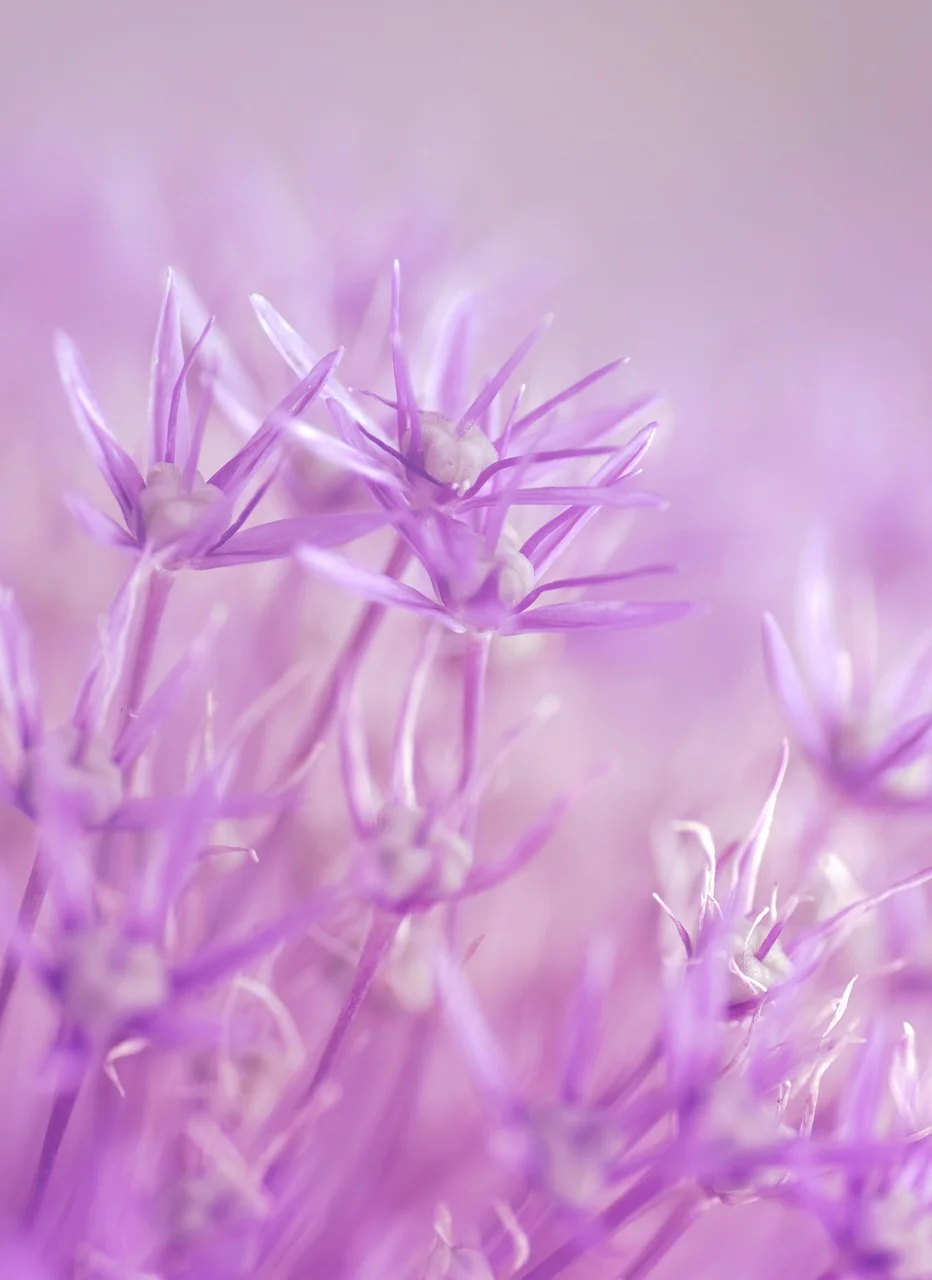 High quality Flower Wallpaper wallpaper by reichdernatur from Pixabay