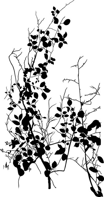 ed2ada584cdfaf0cc0837c50ee440477.jpg