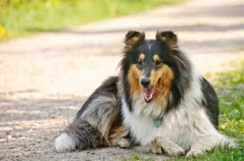 Senior Collie Health: Essential Supplements for Active Golden Years