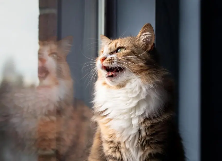 Decoding Your Cat's Language