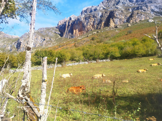 Otro puente en Asturias - Blogs de España - Domingo 11 Octubre. Ruta Valle del Lago (Somiedo) (5)