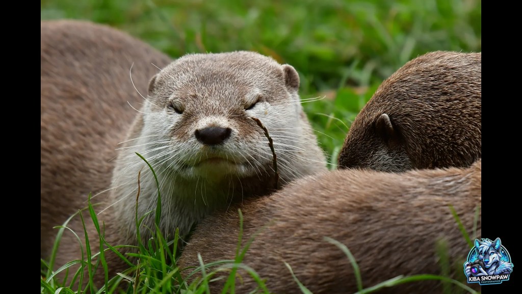 Otters close together beside their pool.