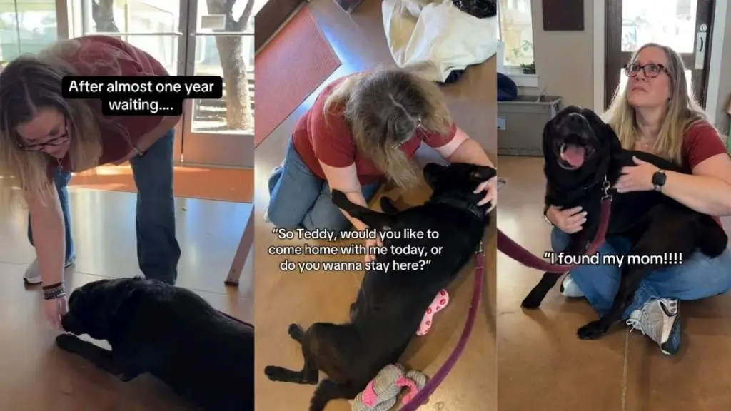 Shelter Lab’s Six‑Hour Journey Ends in a Joyful Reunion