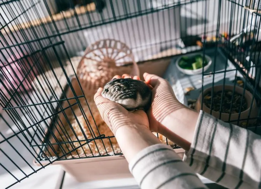 Hamsters Don't Catch Human Colds, Vets Confirm