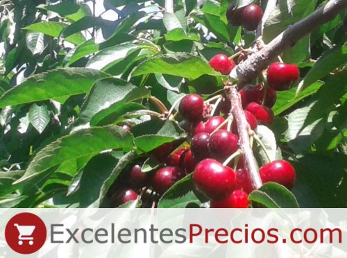 Boxes 2kg Cherry Utah Giant, cherry Utah Giant on hand Giant cherry variety Utah Giant, cherry firm and excellent flavor