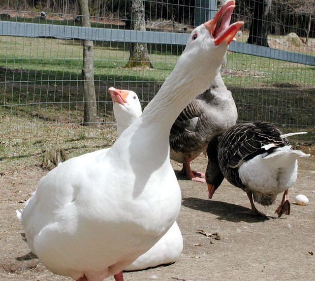goose-stretching-neck