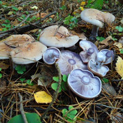 DSC00208