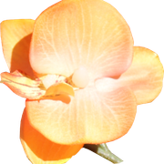 Daisy-Fairy-Elements-21