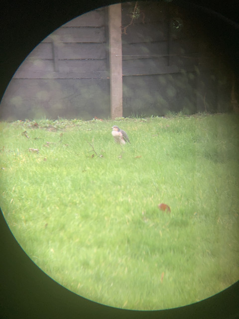 C49-D8-BDD-98-D2-4-CCD-8227-4511-B05470-AF