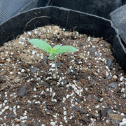 IMG-2078