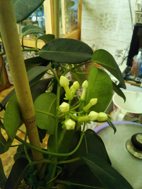 IMG-20230721-211751.jpg