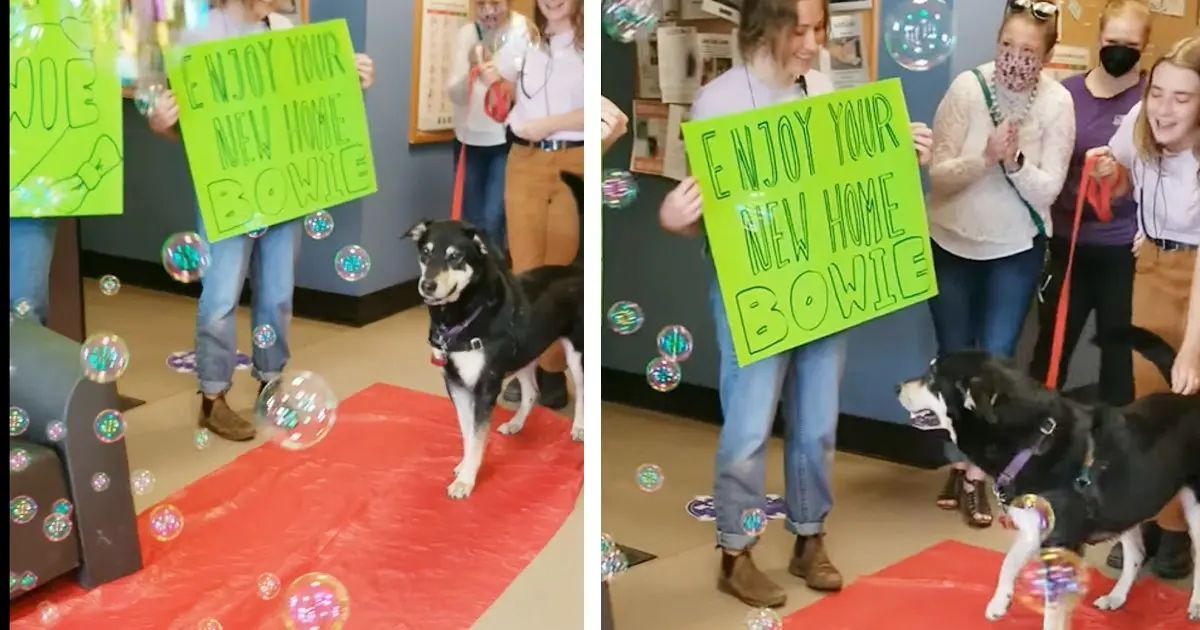 Dog’s Long Wait Ends with Red Carpet Adoption