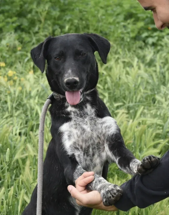 Rhea: A 10-Month-Old Crossbreed Looking for a Home