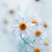 2914531-large