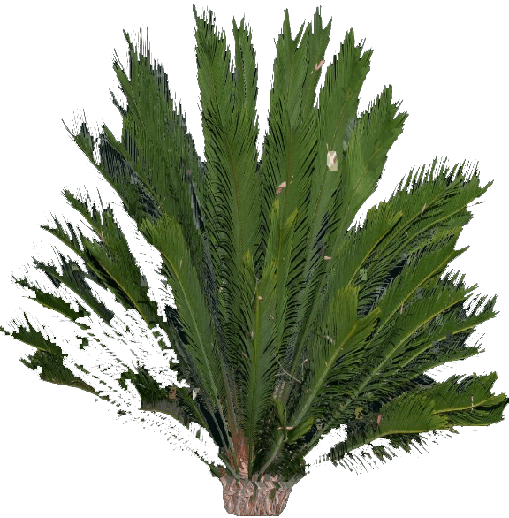 palmera3.png
