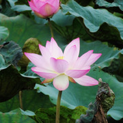 荷花01
