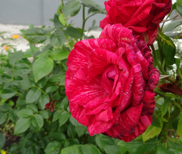 DSC06008-5.jpg