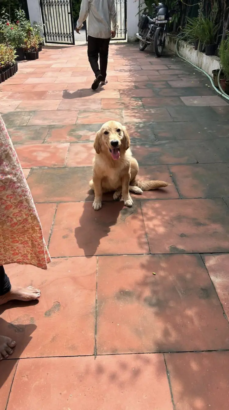 Urgent Steps for Finding a Lost Dog in India