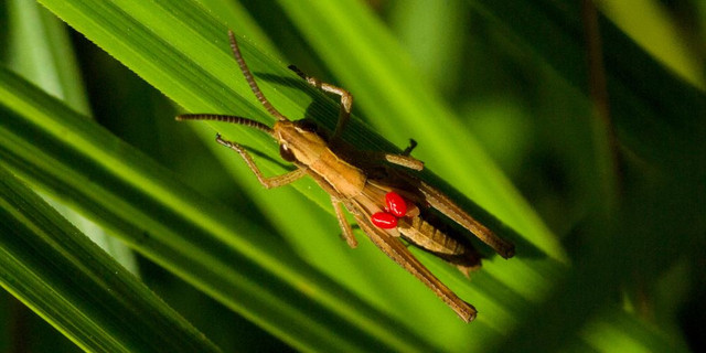 a picture of a grasshopper