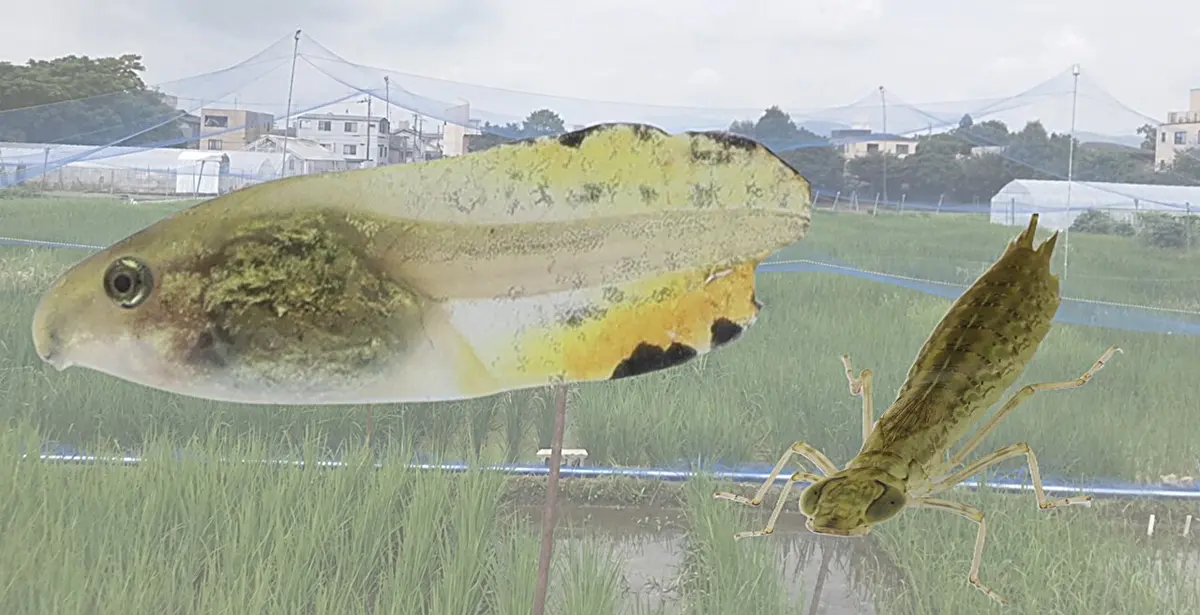 Bright Orange Tails: A Survival Strategy for Tadpoles
