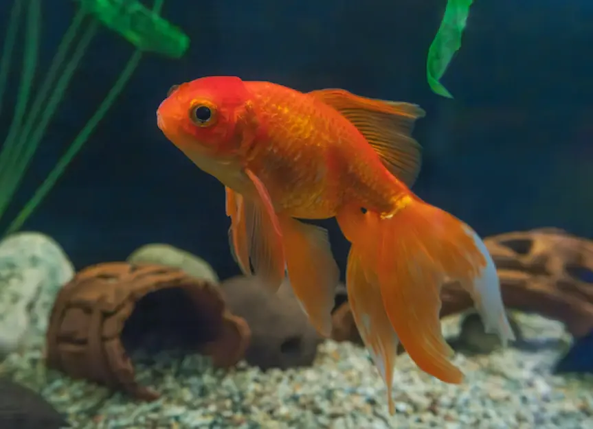 Do Goldfish Really Sleep?