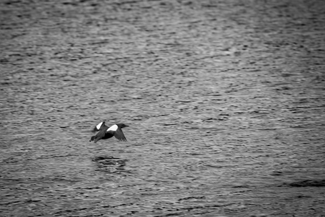 IMGP0994.jpg