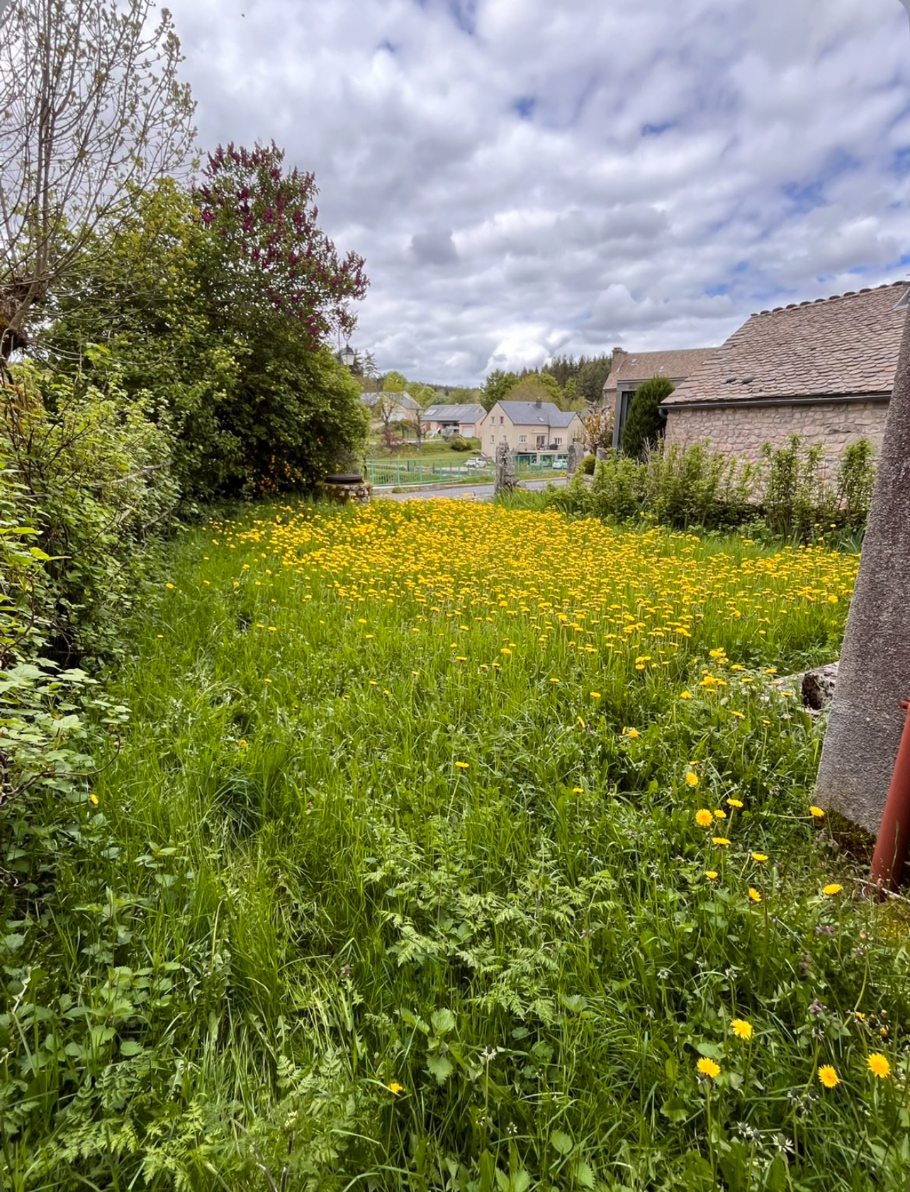 Jardin envahi avant intervention du jardinier en Lozère