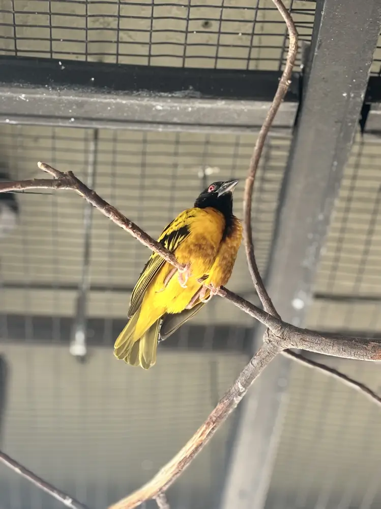 Masked Weaver