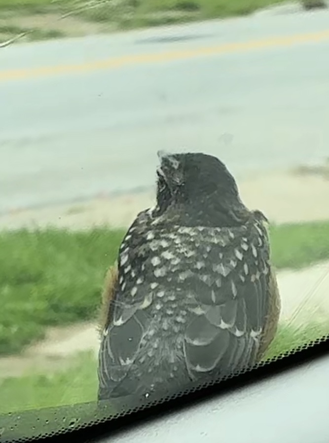 最近認識された鳥の写真