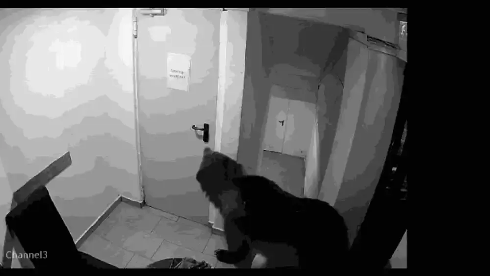Panică în Poiana Brașov: Un urs a intrat într-un hotel, angajații acuză intervenția lentă a autorităților