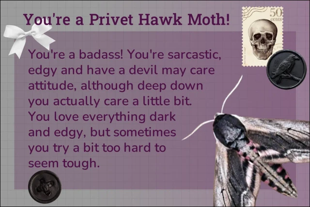 hawk-moth